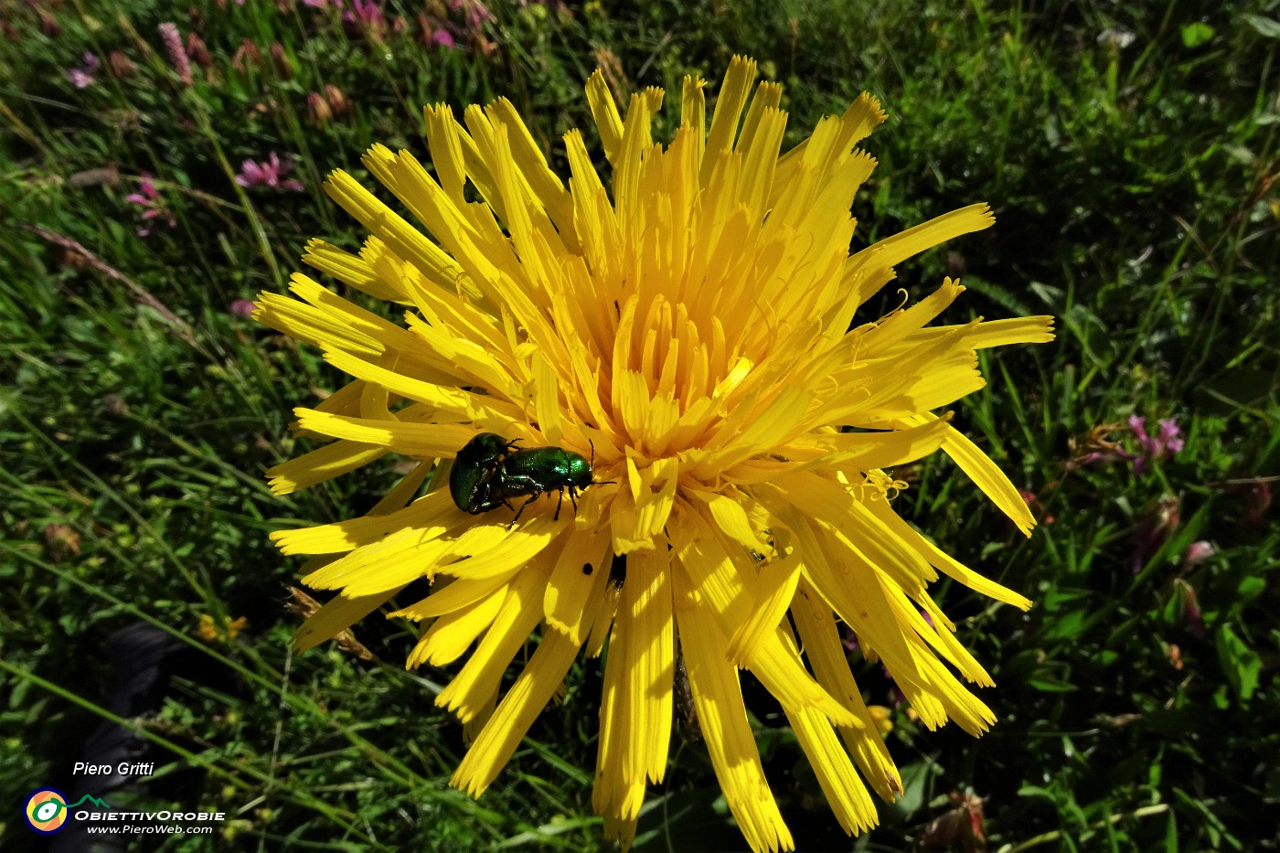 12 Ospiti in costolina alpina.JPG
